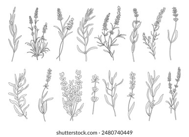 Lavender flower line art drawing. Hand drawn black ink sketch. Modern design for tattoo, wedding invitation, logo, cards, packaging. Trendy greenery vector illustration isolated on white background.