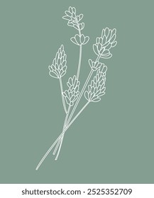 Lavender flower line art drawing. Black ink sketch. Modern design for tattoo, wedding invitation, logo, cards, packaging. Trendy greenery vector illustration isolated. Hand made, not AI generated