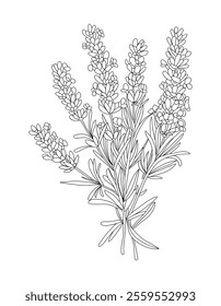 Lavender flower line art drawing. Hand drawn black ink sketch. Modern design for tattoo, wedding invitation, logo, cards, packaging. Trendy greenery vector illustration isolated on white background.