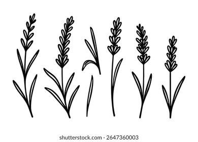 Conjunto de ilustração de vetor de arte de linha de flores de lavanda para desenhos botânicos