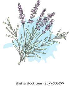 Lavender Flower Line Art with Watercolor Style Illustration