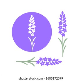 Lavender flower logo. Isolated lavender flower on white background