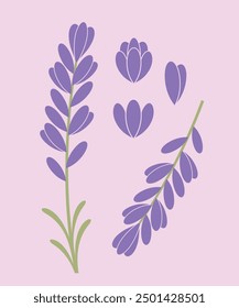 Logo de flor de lavanda. Flor de lavanda aislada sobre fondo blanco