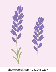 Logo de flor de lavanda. Flor de lavanda aislada sobre fondo blanco