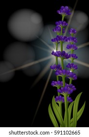 Lavender flower on black background illustration