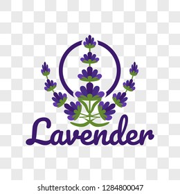 lavender flower on transparent background. vector illustration