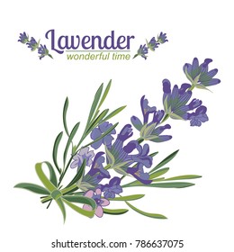 Lavender flower on white background. Colorful vintage vector illustration, watercolor style France provence retro pattern for romantic fresh design concept. Natural lavander aromatherapy treatment spa