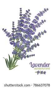 Lavender flower on white background. Colorful vintage vector illustration, watercolor style France provence retro pattern for romantic fresh design concept. Natural lavander aromatherapy treatment spa