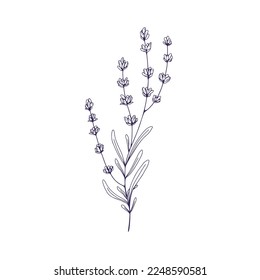 Flor de lavanda, dibujo botánico delineado. Rama de Lavanda, lavandula francesa. Planta floral esculpida, lavander. Botánica de época. Ilustración vectorial dibujada a mano aislada en fondo blanco