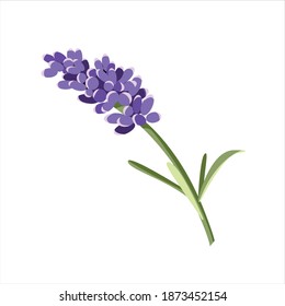 Lavender Flower plant digital design graphic 2d hd illustration