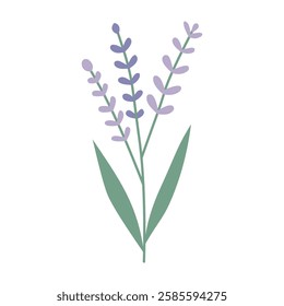 Lavender, flower, plant. Vector flat illustration, on a white background.