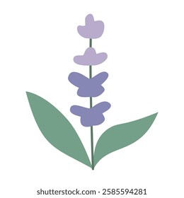 Lavender, flower, plant. Vector flat illustration, on a white background.