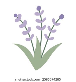 Lavender, flower, plant. Vector flat illustration, on a white background.