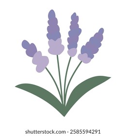 Lavender, flower, plant. Vector flat illustration, on a white background.
