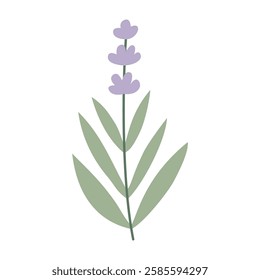 Lavender, flower, plant. Vector flat illustration, on a white background.