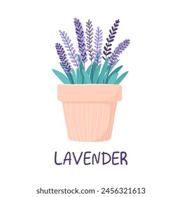 Lavendel im Blumentopf, Handzeichnung