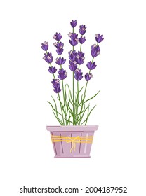 Lavanda en la maceta de flores.  Ilustración de color aislada por vectores en el estilo de contorno.