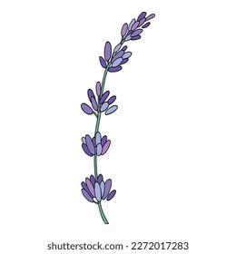 Lavender flower. Provence floral herb with purple blooms. Botanical drawing of French field Lavandula. Blossomed lavander. Colored hand-drawn vector illustration isolated on white background.