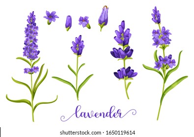 Lavender flower in realistic watercolor. Herb bunch of lavandula for bouquet element. Twig and stem of blossom plant. Foliage of spring and summer flower. Decoration and fragrance. Flora and nature