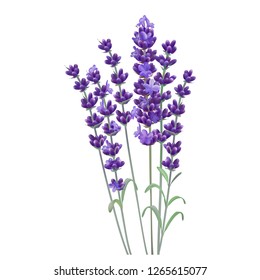 Lavender flower. Romantic wedding invitations. Fresh cut fragrant plant flowers - bunch realistic. vector illustration. 