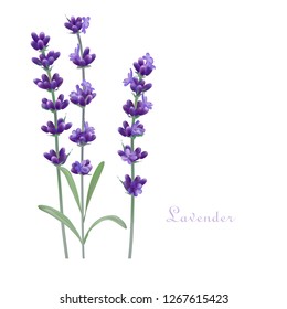 Lavender flower. Romantic wedding invitations. Fresh cut fragrant plant flowers - bunch realistic. vector illustration. 