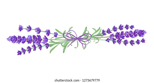 Lavender flower. Romantic wedding invitations. Fresh cut fragrant plant flowers - bunch realistic. vector illustration. 