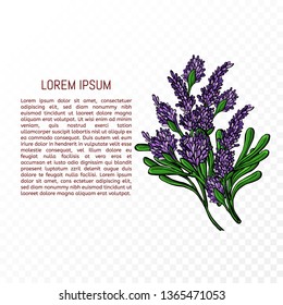 Lavender flower. Romantic wedding invitations. Lavender Card with flowers. Background design for natural cosmetics, beauty store, health care products, perfume, essential oil. Vector illustration. 