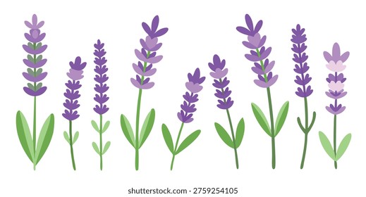 lavender flower set isolated flat illustration on white