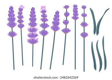 Conjunto de flores de lavanda en una Ilustración vectorial de diseño de dibujos animados simple aislado sobre fondo blanco
