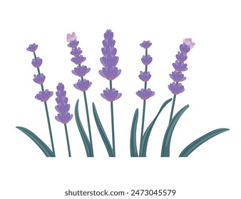 lavender flower simple cartoon design vector illustration isolated on white background
