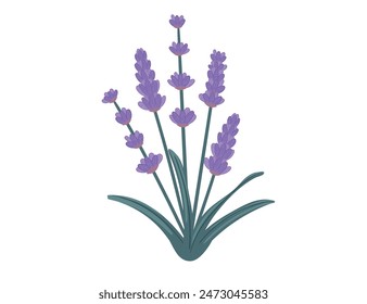 lavender flower simple cartoon design vector illustration isolated on white background