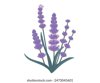 lavender flower simple cartoon design vector illustration isolated on white background
