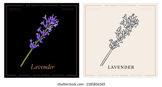 Lavender flower sketch and color botanical illustration