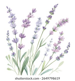 Lavender flower sprigs watercolor botanical illustration isolated on transparent background perfect for floral design wedding cards invitations and nature artwork