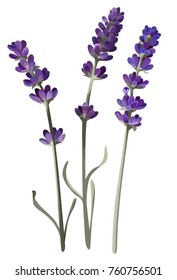 Lavender Flower Vector Clip Art Herbal Image Set