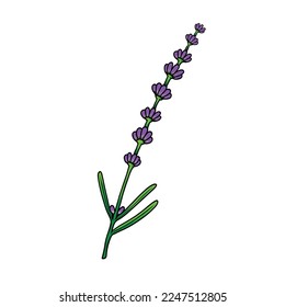 Lavender flower vector color. Floral botanical Line art flower. Isolated illustration element. Vector hand drawing wildflower for background, texture, pattern, frame or border.