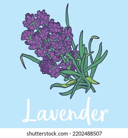 Lavender Flower Vector Color Illustration