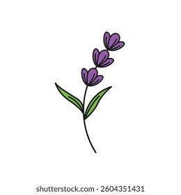 lavender flower vector element design template 