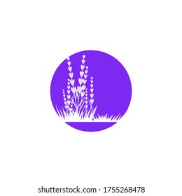 Vorlage für Vektorgrafik-Vektorgrafik-Entwurf eines Lavendel