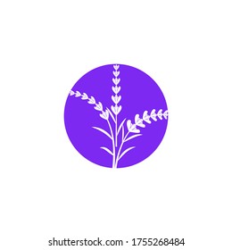 Vorlage für Vektorgrafik-Vektorgrafik-Entwurf eines Lavendel