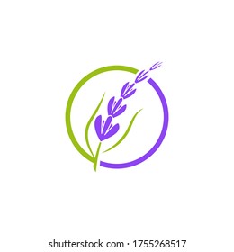 Lavender flower Vector icon illustration design Template