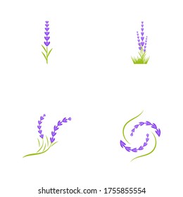 Vorlage für Vektorgrafik-Vektorgrafik-Entwurf eines Lavendel