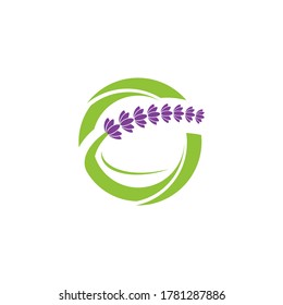Lavender flower Vector icon illustration design Template