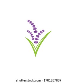 Lavender flower Vector icon illustration design Template