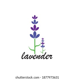 Lavender flower Vector icon illustration design Template
