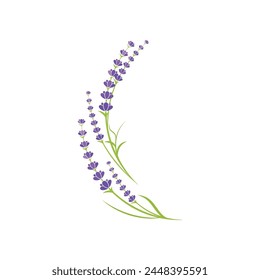 Lavender flower Vector icon illustration design Template