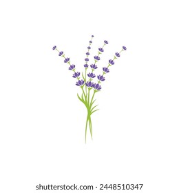 Plantilla de diseño de ilustración de Vector floral de lavanda