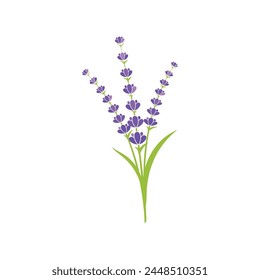 Lavender flower Vector icon illustration design Template
