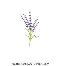 Lavender flower Vector icon illustration design Template
