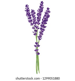 Lavender Flower Vector Illustration